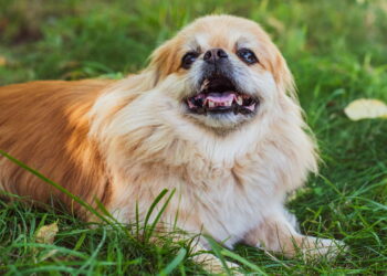 Com que idade um cão é considerado velho?