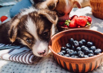 A verdade chocante sobre plantas que podem envenenar seu cão
