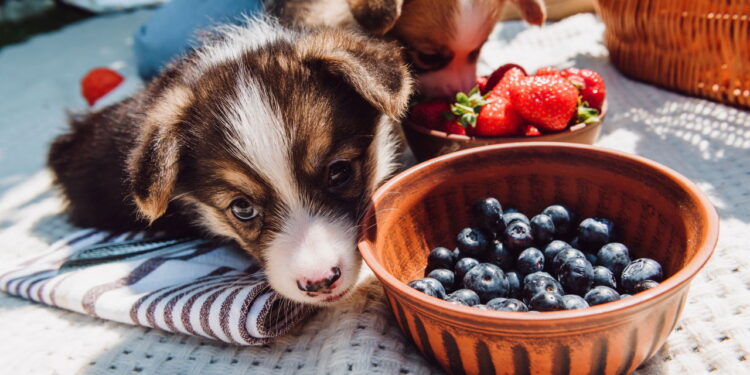 A verdade chocante sobre plantas que podem envenenar seu cão