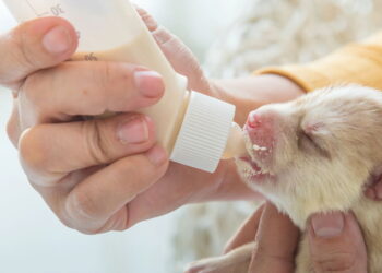 Conheça os perigos ocultos do leite que podem afetar seu cão