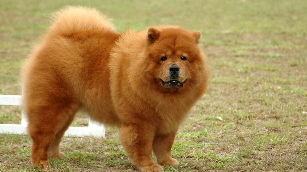 Esse Cão Encanta Pela Aparência, Mas Precisa Muito Mais do Que Escovação
