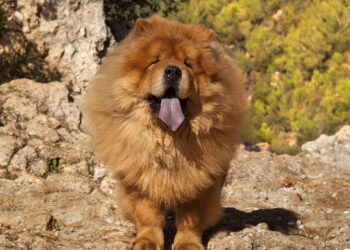 Este cão pode mudar sua vida se você cuidar dele do jeito certo