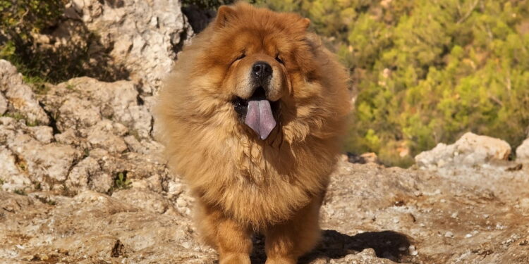 Este cão pode mudar sua vida se você cuidar dele do jeito certo