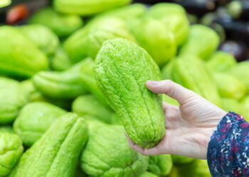 Veja como cultivar chuchu de forma incrível para ter um plantio saudável no seu quintal