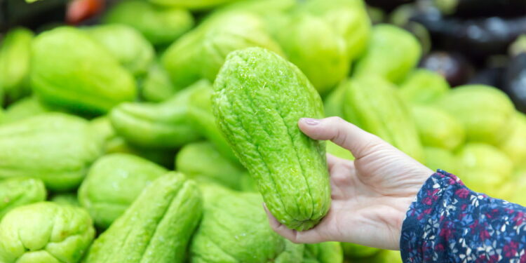 Veja como cultivar chuchu de forma incrível para ter um plantio saudável no seu quintal