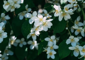 Saiba como transformar seu quintal em um jardim lindo com flores de jasmim
