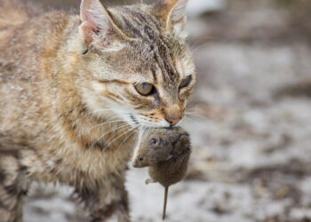 Parece inofensivo mas esse hábito pode acabar com a saúde do seu gato