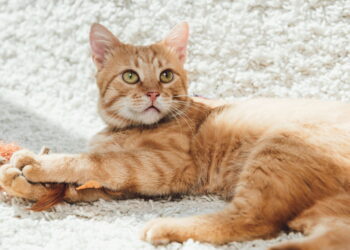 Entenda por que gatos laranjas são quase sempre machos