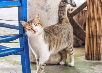O movimento da cauda do seu gato revela emoções que você jamais imaginou