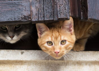 Descoberta genética dos gatos laranjas surpreende cientistas