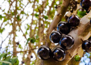 Aprenda como cultivar jabuticaba de maneira rápida e saudável em um guia completo!