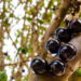 Aprenda como cultivar jabuticaba de maneira rápida e saudável em um guia completo!