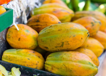 Aprenda da forma mais produtiva e saudável de ter um cultivo de mamão no seu quintal