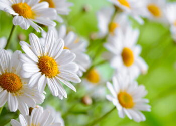Aprenda como transforma seu quintal em um jardim lindo e diversificado de margarida