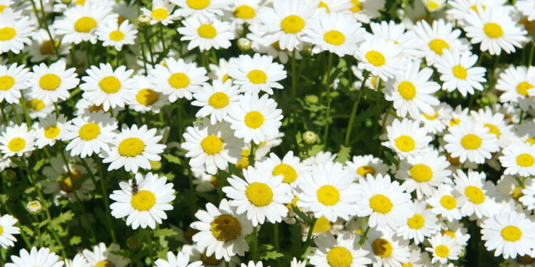Esses são os métodos corretos para ter uma plantação de margaridas lindas e vibrantes no seu jardim