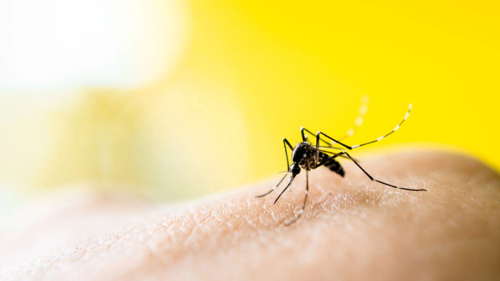 Nem repelente, nem vela de citronela: a planta que afasta mosquitos naturalmente