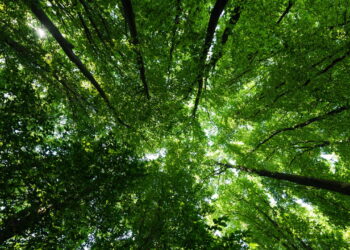 O que acontece com seu corpo quando você passa mais tempo na natureza?