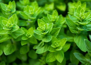Saiba como cultivar orégano em casa para colocar em suas receitas sem erro