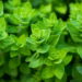 Saiba como cultivar orégano em casa para colocar em suas receitas sem erro