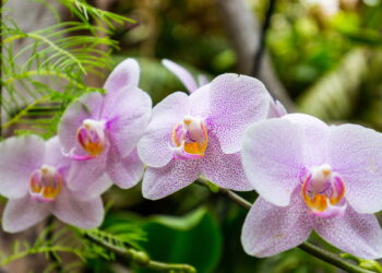 Aprenda como ter uma plantação de orquídeas lindas e fascinantes