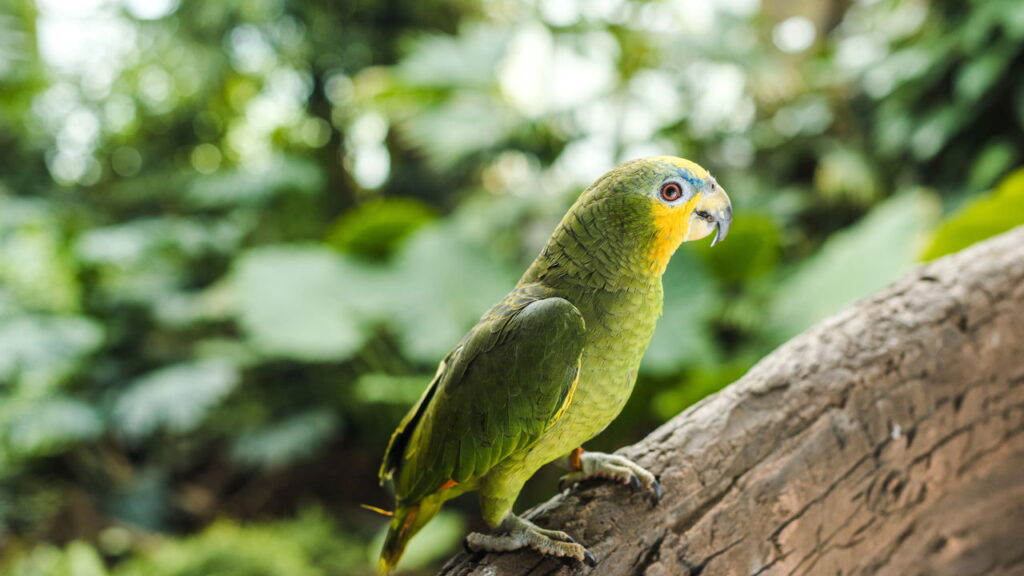 O que significa falar com animais de estimação como se fossem humanos, segundo a psicologia