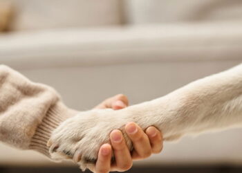 Como evitar o erro mais comum que prejudica as patas do seu cão no verão