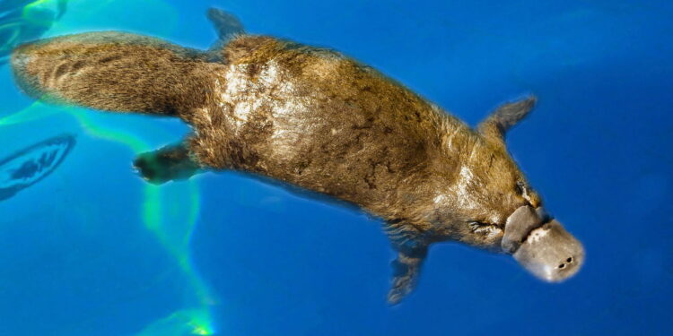 Fenômenos bizarros provam que a natureza ainda surpreende