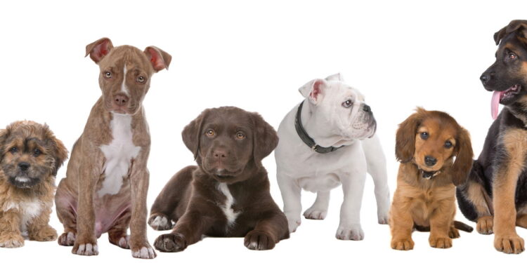 As 10 raças de cachorro mais amadas de 2025 surpreendem!