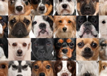Ranking revela as raças de cachorro mais amadas em cada país