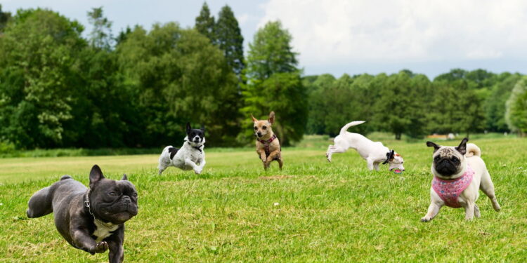 Você sabia que a raça do seu cachorro diz muito sobre você? Saiba por quê!