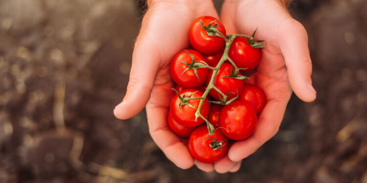 Aprenda a ter uma plantação saudável e versátil de tomate no seu quintal