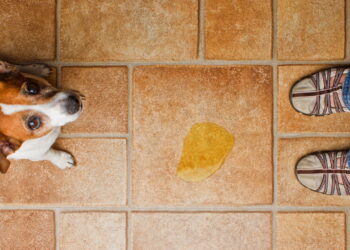 Como eliminar o cheiro de xixi de cachorro de forma segura e eficaz