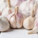 Veja os benefícios do alho para sua saúde e como cultivá-lo em casa