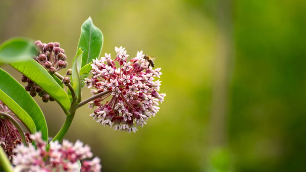 As 4 melhores plantas para atrair borboletas no seu quintal