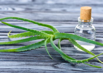 Saiba os benefícios incríveis da babosa para sua saúde e aprenda como cultivar em casa