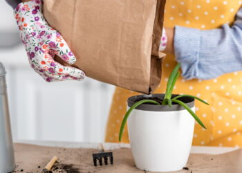 Saiba por que cultivar babosa em casa pode transformar sua saúde