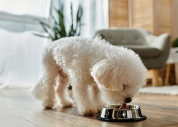 Os melhores cães para apartamento segundo especialistas