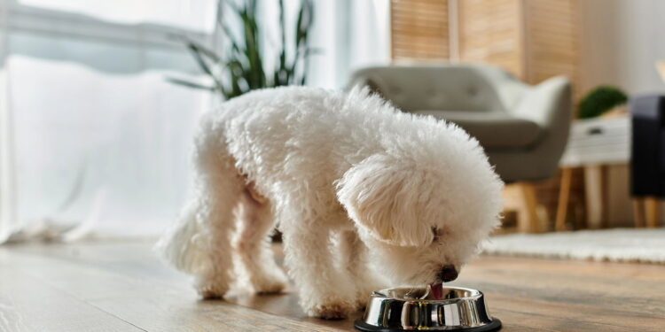 Os melhores cães para apartamento segundo especialistas