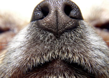 Por que essas raças estão conquistando quem busca cães leais e discretos