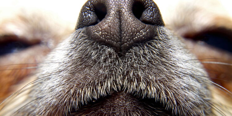 Por que essas raças estão conquistando quem busca cães leais e discretos