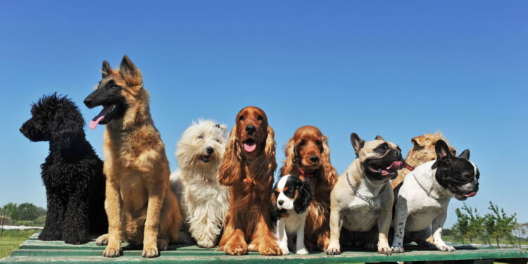 Os nomes mais fofos e populares para cachorro em 2025