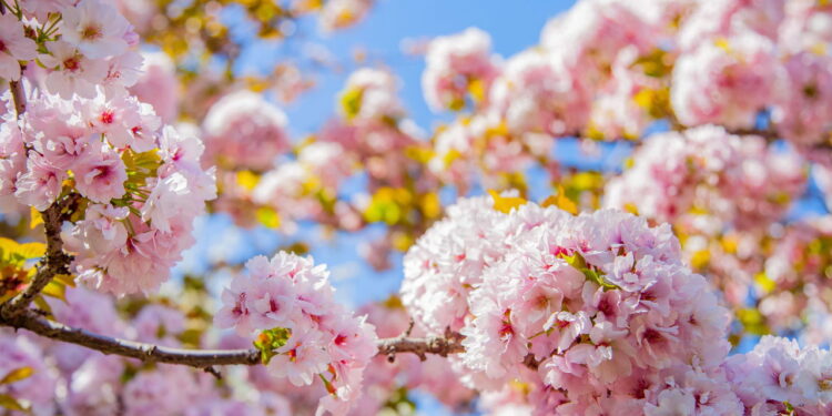 Transforme seu quintal em um espetáculo jardim com flores de cerejeiras