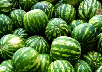 Este guia vai te ensinar a cultivar melancias produtivas e nutritivas em casa