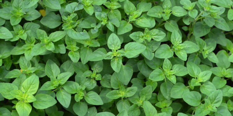 Saiba de forma rápida e sem erro como ter um cultivo de orégano em casa
