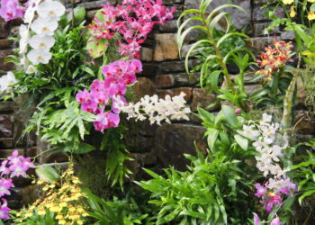 Veja como é fácil e rápido ter um cultivo grande e saudável de orquídeas em seu quintal