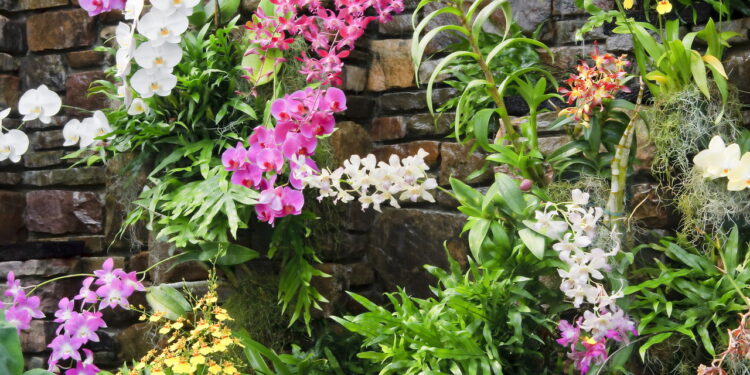 Veja como é fácil e rápido ter um cultivo grande e saudável de orquídeas em seu quintal