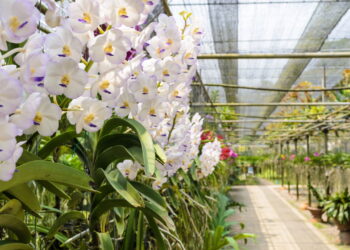 Essa dicas são essenciais se você quer ter um cultivo prospero de orquídeas