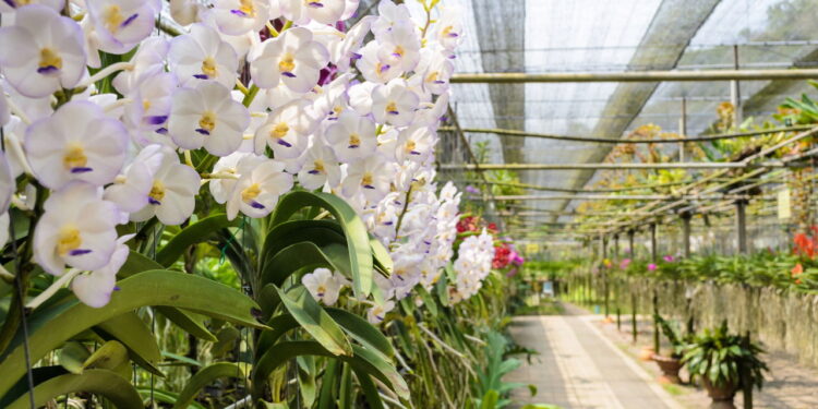 Essa dicas são essenciais se você quer ter um cultivo prospero de orquídeas