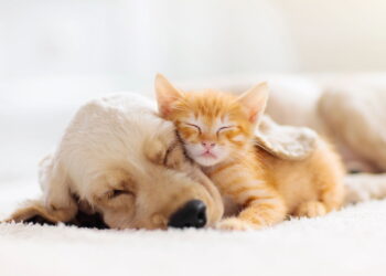 O que significa falar com animais de estimação como se fossem humanos, segundo a psicologia