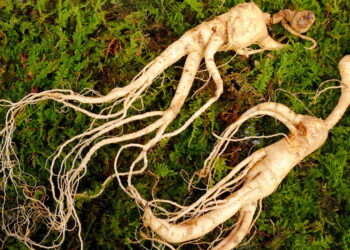 As 4 plantas que ajudam a melhorar sua concentração e foco naturalmente